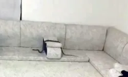 Misafir hazırlığı yapan ailenin evine yılan girdi