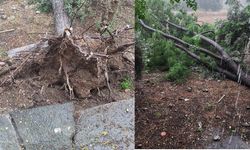 Osmaniye Kadirli'de fırtına ağaçları devirdi