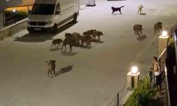 Saldırıya Uğrayan Domuzun Yardımına Sürüsü Yetişti