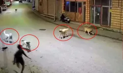 Sokak Köpekleri 10 Yaşındaki Çocuğa Saldırdı
