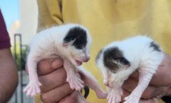 Temizlik görevlilerinin dikkati 5 yavru kedinin hayatını kurtardı