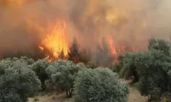 16 ilde orman yangınlarında 6 şüpheli tutuklandı