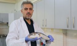 Akdeniz'de tatil yapacaklar dikkat ölüm saçan o canlılar kıyılara akın etti