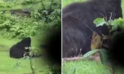 Ayı, yakaladığı iki kardeşi diri diri yedi