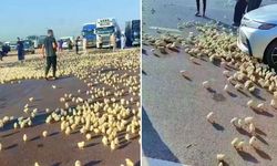 Canlı Civciv Taşıyan Tır Devrildi! Yüzlerce Hayvan Araçların Altında Kaldı