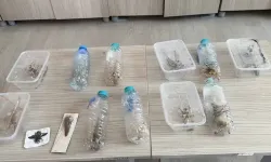 Çekirge toplayan 2 kişiye 1,4 milyon lira ceza