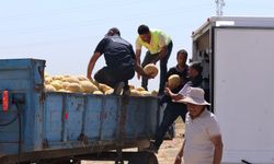 Depremzede vatandaşlara 100 ton kavun ücretsiz dağıtıldı