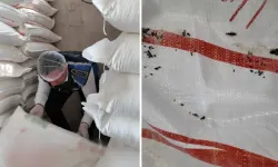 Fırında skandal görüntüler: Millete fare pisliği yedirmişler!