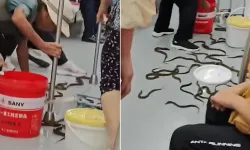 Görenler gözlerine inanamadı! Metro vagonunu yılan balıkları bastı