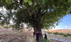 Kahramanmaraş’ta 300 yıllık kavak ağacı görenleri hayran bırakıyor
