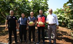 Kahramanmaraş'ta Abbas İnciri hasadı başladı