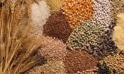 Kahramanmaraş'ta buğday, arpa ve mercimek fiyatları açıklandı!