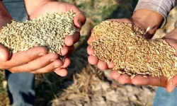 Kahramanmaraş'ta buğday, arpa ve mercimek fiyatları açıklandı!
