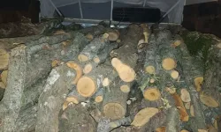 Kahramanmaraş'ta kaçak kesilen ağaçlara el konuldu
