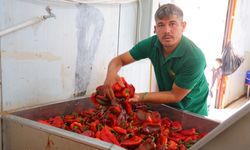 Kahramanmaraş’ta kışlık biber salçası hazırlığı başladı