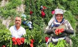 Kahramanmaraş'ta salçalık biber hasadı başladı!