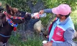 Kahramanmaraş'ta "Vefalı Güllü" Fenomen Oldu! Sahibinin Tek Sözünü İki Etmiyor