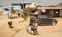 Muhtar eşeği yakalamak istedi, 5 kez ısırıldı! Hastanelik oldu