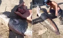 Oltadan Çıkan Balığı Gören Gözlerine İnanamadı! Tam 78 Kilo