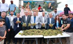 Onikişubat’ın bereketli toprakları ve Kalekaya fındığının hikayesi