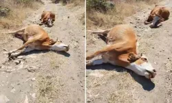 Zehirli otları yiyen sığırlar peş peşe öldü