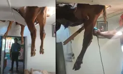 Evin çatısına düşen dana, delinen tavanda asılı kaldı