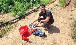 Adana’da Salçalık Biberi Üreticiden Önce Hırsızlar Hasat Etti