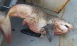 Balıkçıların ağına dev köpek balığı takıldı