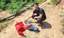 Biber tarlasından 1 ton salçalık biber çalındı