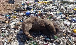 Çöplükte korkunç keşif! 3 bozayı kurşunlanmış halde bulundu
