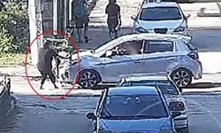 4 yaşındaki Elif Mavi Avli'ye çarpan sürücü yeniden gözaltında
