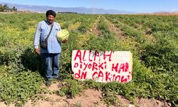 Karpuz hırsızlarıyla başa çıkmak için kibar ikaz: ’Allah diyor ki haramdan sakının’
