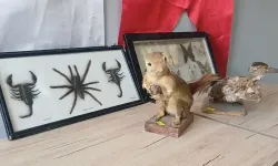 İş yerinde hayvan tahnitlerini satarken yakalandı