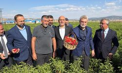 Kahramanmaraş biberinde hasat zamanı: Başkan Görgel üreticilerle buluştu