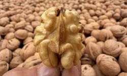Kahramanmaraş cevizinde hasret sona erdi! Yeni mahsul tezgâhta