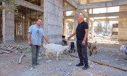 Kahramanmaraş Sanayisinde Keçi Nöbeti! 9 Keçinin Sahibi Aranıyor