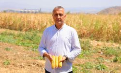 Kahramanmaraş ta mısır hasadı başladı aşırı sıcaklar verimi vurdu!