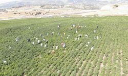 Kahramanmaraş’ın kırmızı altınında hasat başladı!