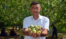 Kahramanmaraş’ın ‘yeşil altını’nda hasat başladı