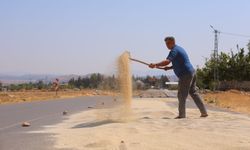 Kahramanmaraş’ta ak darı hasadı başladı