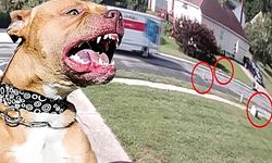 Kamyondan düşen 7 köpek insanlara saldırdı