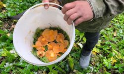 Mantar toplamak için ormana gidenlere kar sürprizi