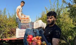 Antalya'da nar hasadı erken başladı! Tarlada kilosu 15 TL'ye kadar düştü