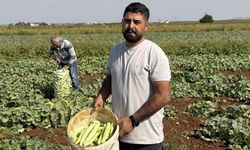 Gaziantep'te turşuluk acur hasadı başladı! Tarlada kilosu 20 TL'den satılıyor
