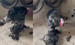 Gaziantep'te yürek burkan görüntü! Erkek hindi ölen eşinin başından ayrılmadı