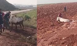 Hatay'da çamura saplanan eşeğin yardımına itfaiye yetişti