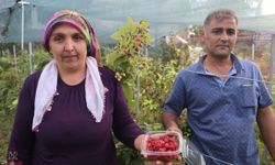 İlk kez yetiştirdi, kilosunu 500 liradan satıyor