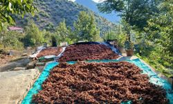 Kahramanmaraş'ın Andırın ilçesinde sumak hasadı başladı