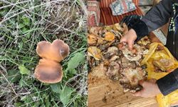 Kahramanmaraş'ın Dağlarında Mantar Avı Başladı!