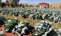 Kahramanmaraş'ta 50 kiloluk dev lahanalar hasat ediliyor!